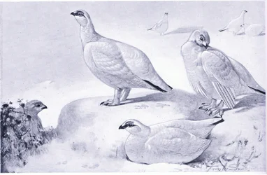 Eine Studie von Schneehühnern